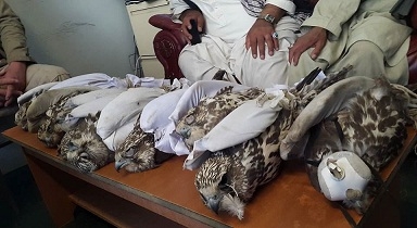 پنج شکارچی پرندگان کمیاب در بامیان بازداشت شدند پنج شکارچی پرندگان کمیاب در بامیان بازداشت شدند