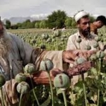 در فرهنگ طالبان؛کشت تریاک ممنوع اما خرید و فروش آن آزاد است در فرهنگ طالبان؛کشت تریاک ممنوع اما خرید و فروش آن آزاد است