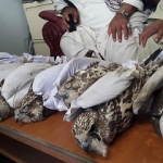 پنج شکارچی پرندگان کمیاب در بامیان بازداشت شدند پنج شکارچی پرندگان کمیاب در بامیان بازداشت شدند