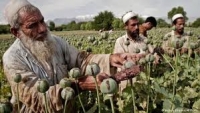 در فرهنگ طالبان؛کشت تریاک ممنوع اما خرید و فروش آن آزاد است